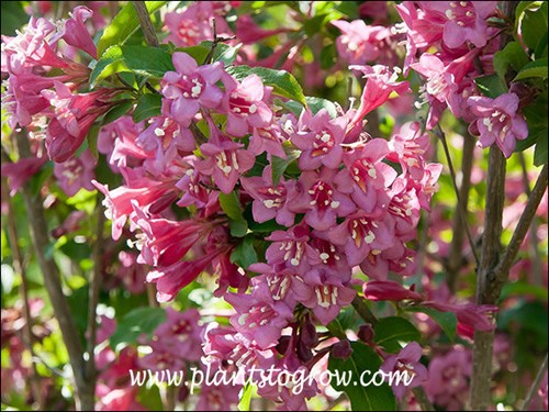 The funnel shaped re flowers with pink interiors.